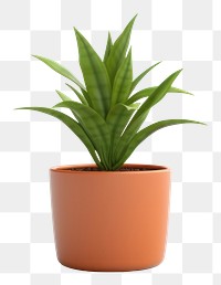 PNG Plant leaf aloe  