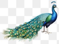 PNG Peacock animal bird wildlife. AI generated Image by rawpixel.
