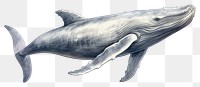 PNG Whale animal mammal fish. 