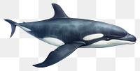 PNG Whale animal mammal shark. AI generated Image by rawpixel.