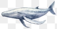 PNG Whale animal mammal fish. 