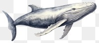 PNG Whale animal mammal shark. 