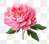 PNG Flower blossom dahlia plant. 