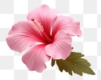 PNG Hibiscus blossom flower petal. 