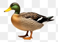 PNG Duck mallard animal bird. AI generated Image by rawpixel.