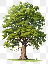 PNG Tree plant oak white background. AI generated Image by rawpixel.