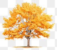 PNG Tree autumn plant maple. 