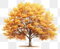 PNG Tree autumn plant maple. 