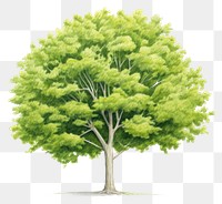 PNG Tree plant green white background. AI generated Image by rawpixel.