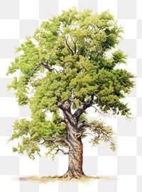 PNG Tree drawing plant oak. AI generated Image by rawpixel.