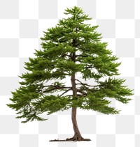 PNG Tree plant pine fir. AI generated Image by rawpixel.
