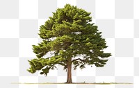PNG Plant tree fir white background. AI generated Image by rawpixel.