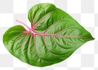 PNG Plant leaf xanthosoma freshness. 