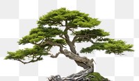 PNG Bonsai plant tree  