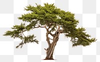 PNG Italian cypress plant tree white background. AI generated Image by rawpixel.