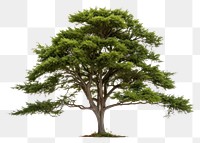 PNG Tree plant white background tranquility. AI generated Image by rawpixel.