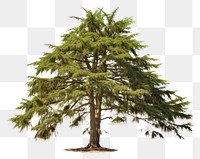 PNG Tree plant pine fir. AI generated Image by rawpixel.