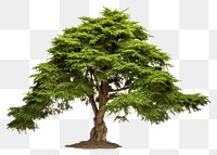 PNG Tree plant white background outdoors. AI generated Image by rawpixel.