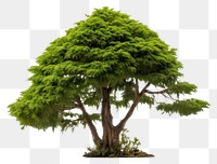 PNG Tree bonsai plant white background. AI generated Image by rawpixel.