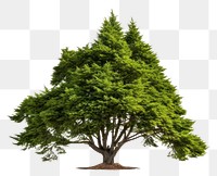 PNG Tree plant fir white background. AI generated Image by rawpixel.