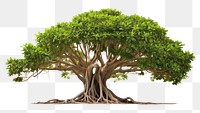 PNG Tree bonsai banyan plant