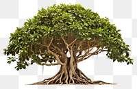 PNG Tree bonsai banyan plant