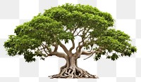 PNG Tree bonsai plant white background. AI generated Image by rawpixel.