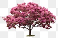 PNG Blossom plant maple tree. 