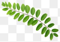 PNG Plant green leaf astragalus. AI generated Image by rawpixel.
