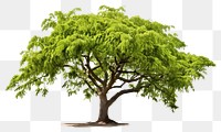 PNG Willow plant tree tranquility. AI generated Image by rawpixel.