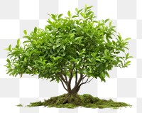 PNG Bonsai plant leaf tree