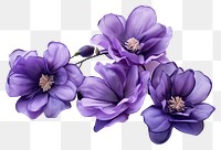 PNG Lavender blossom flower purple.