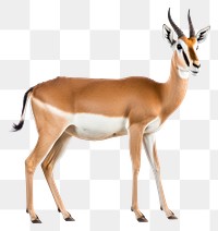 PNG Springbok wildlife animal mammal. AI generated Image by rawpixel.