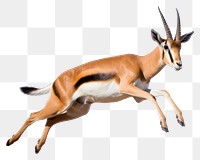 PNG Springbok wildlife jumping animal. AI generated Image by rawpixel.