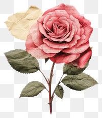 PNG Rose pattern flower plant. 