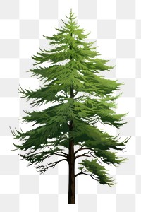 PNG Tree plant pine fir. 