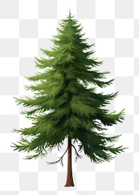 PNG Tree plant pine fir. AI generated Image by rawpixel.