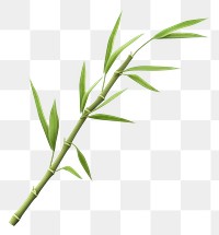 PNG Bamboo plant transparent background freshness. 