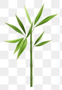 PNG Bamboo plant leaf transparent background. 