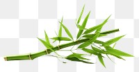 PNG Bamboo plant transparent background freshness. 