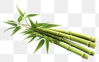 PNG Bamboo plant transparent background freshness. 