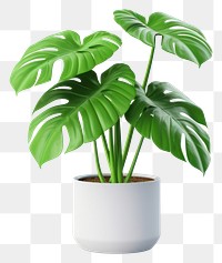 PNG Plant leaf transparent background houseplant. 