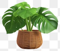 PNG Basket plant leaf transparent background. 