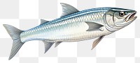 PNG Fish seafood animal white background. AI generated Image by rawpixel.