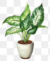 PNG Plant houseplant leaf transparent background. 