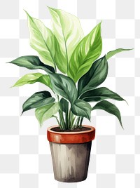 PNG Plant houseplant leaf transparent background. AI generated Image by rawpixel.