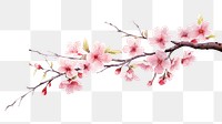 PNG Blossom branch flower cherry