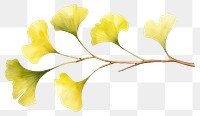 PNG Branch plant leaf transparent background. AI generated Image by rawpixel.