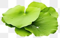 PNG Leaf plant petal green. 