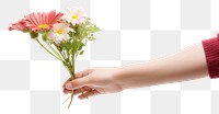 PNG Flower finger plant daisy. AI generated Image by rawpixel.